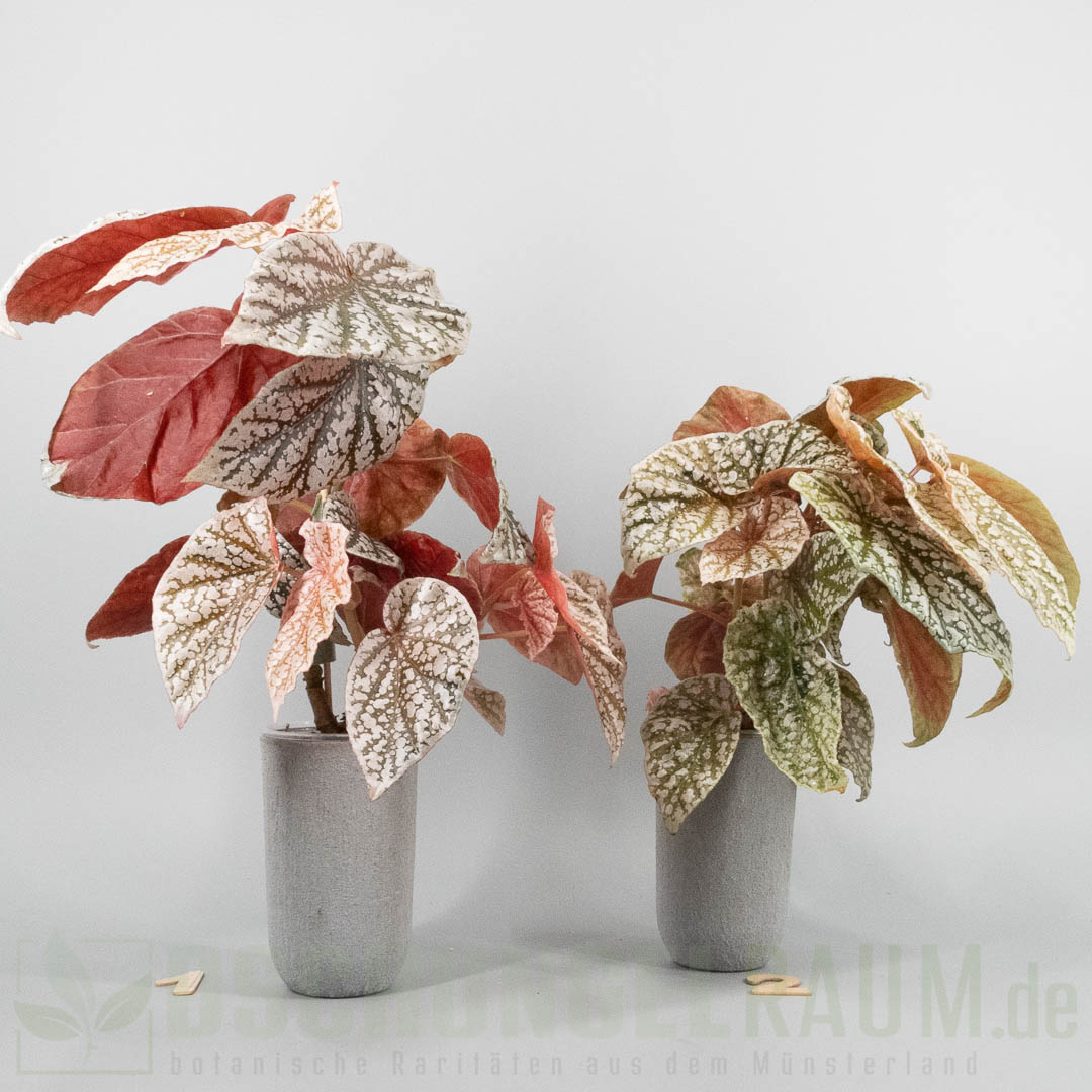 Begonia snowcap pink variegata
