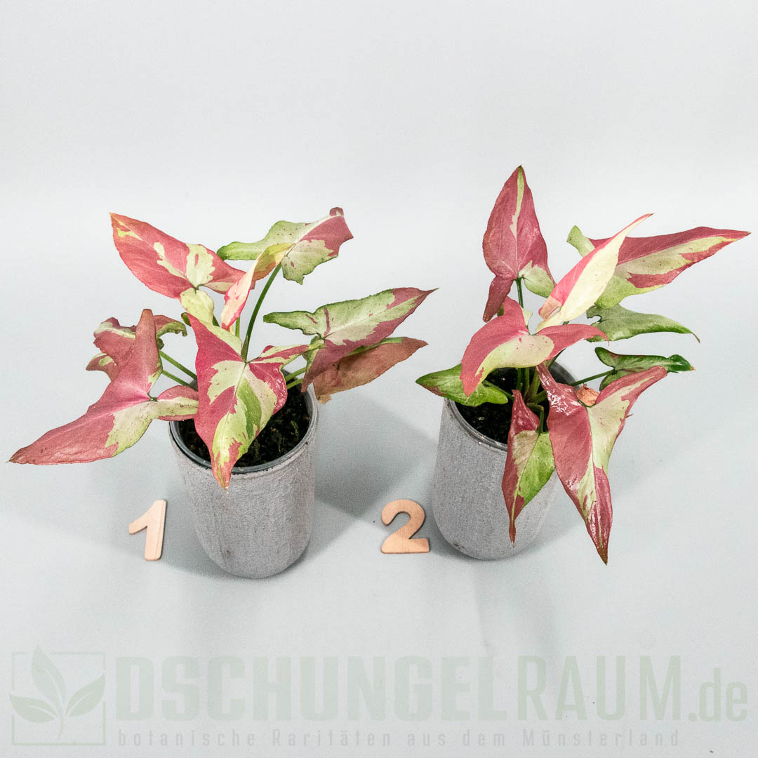 Syngonium orm nagpum variegata