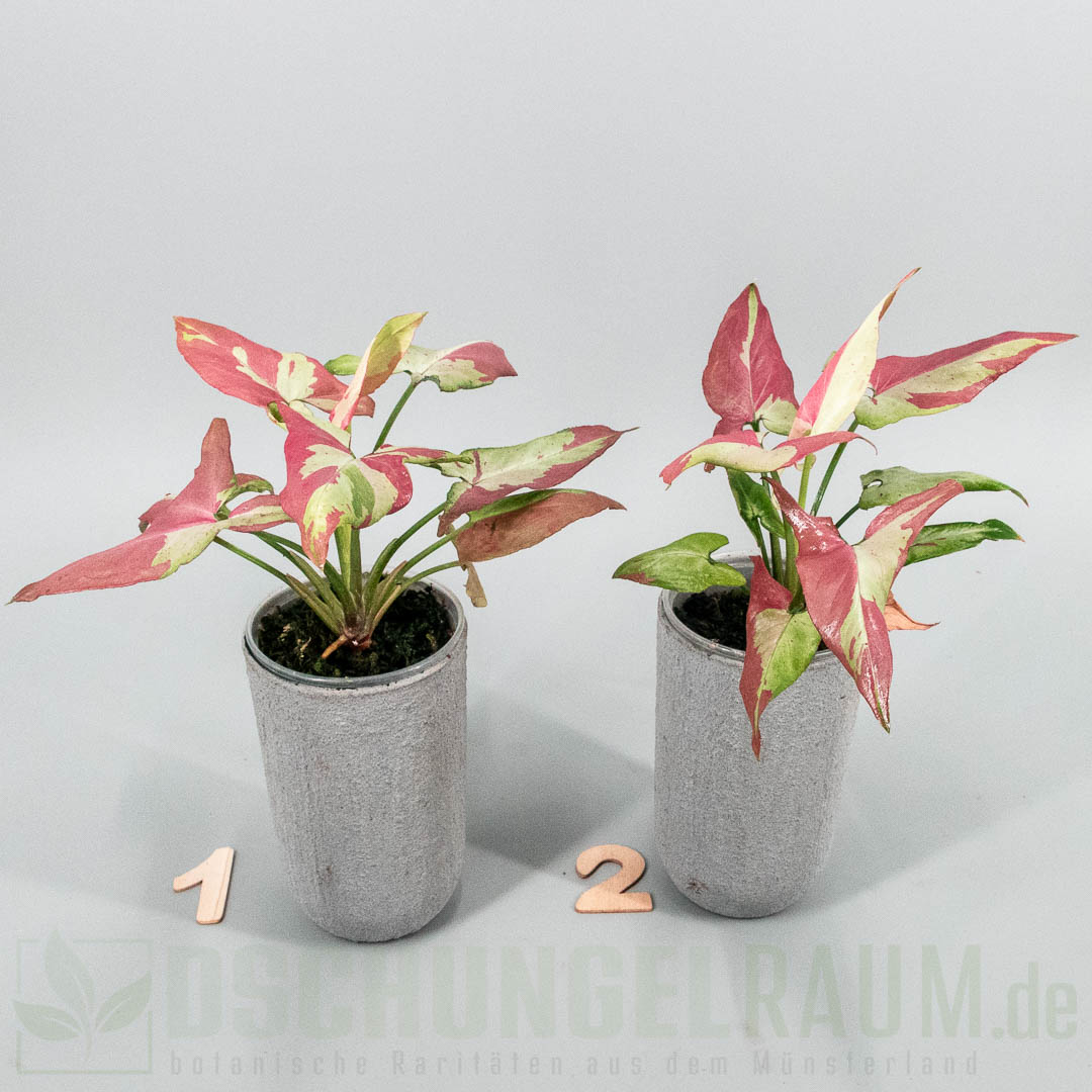 Syngonium orm nagpum variegata