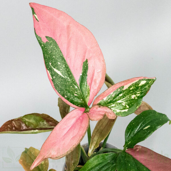 Syngonium Marble Gems