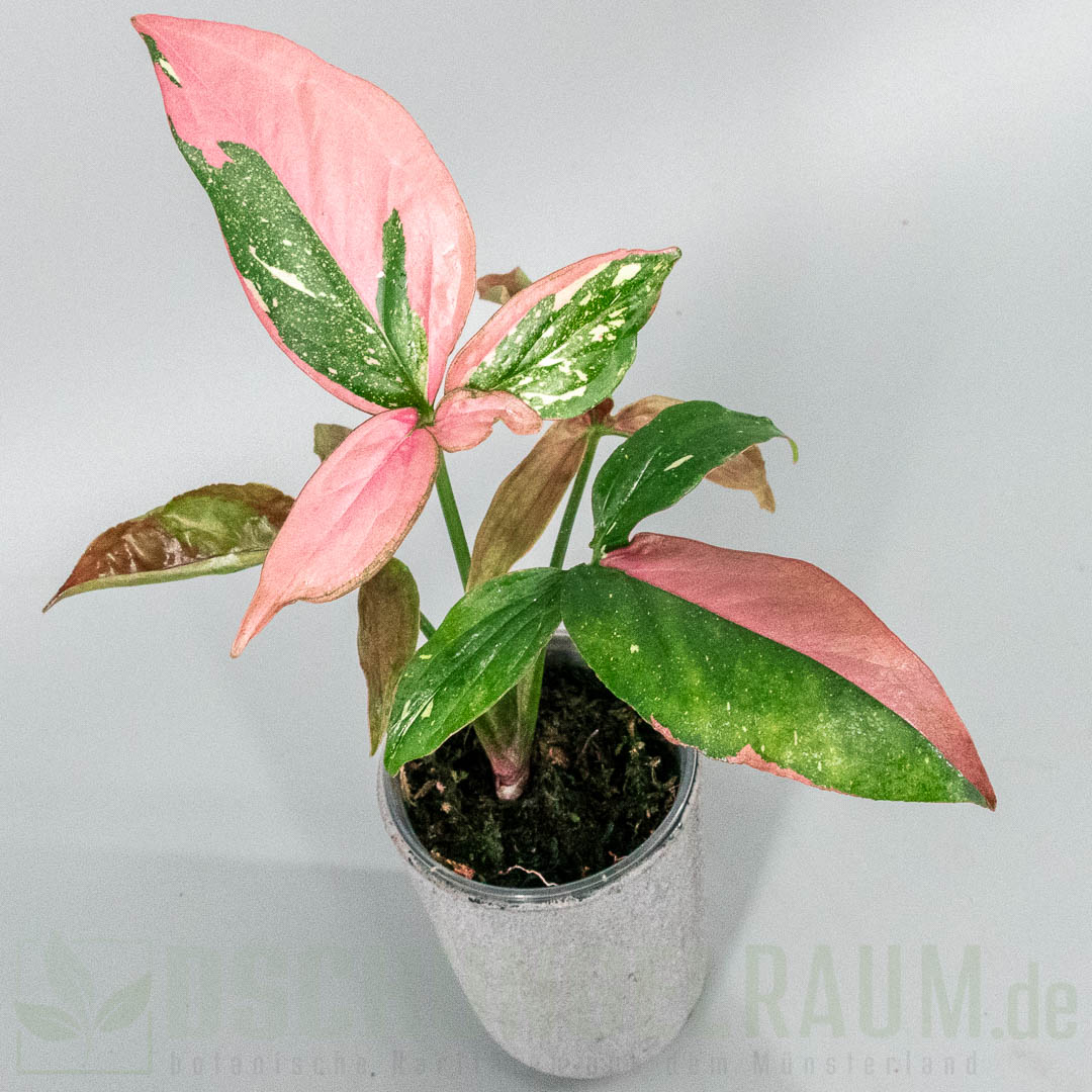 Syngonium Marble Gems