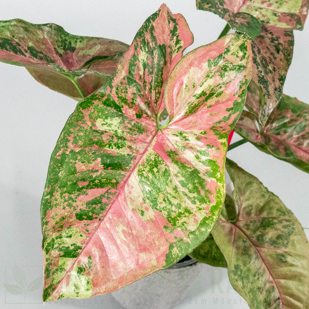 Syngonium pink drizzle tricolor