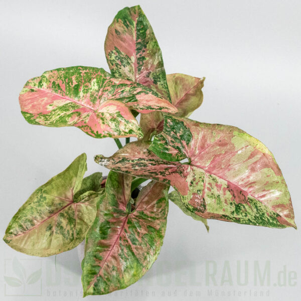 Syngonium pink drizzle tricolor