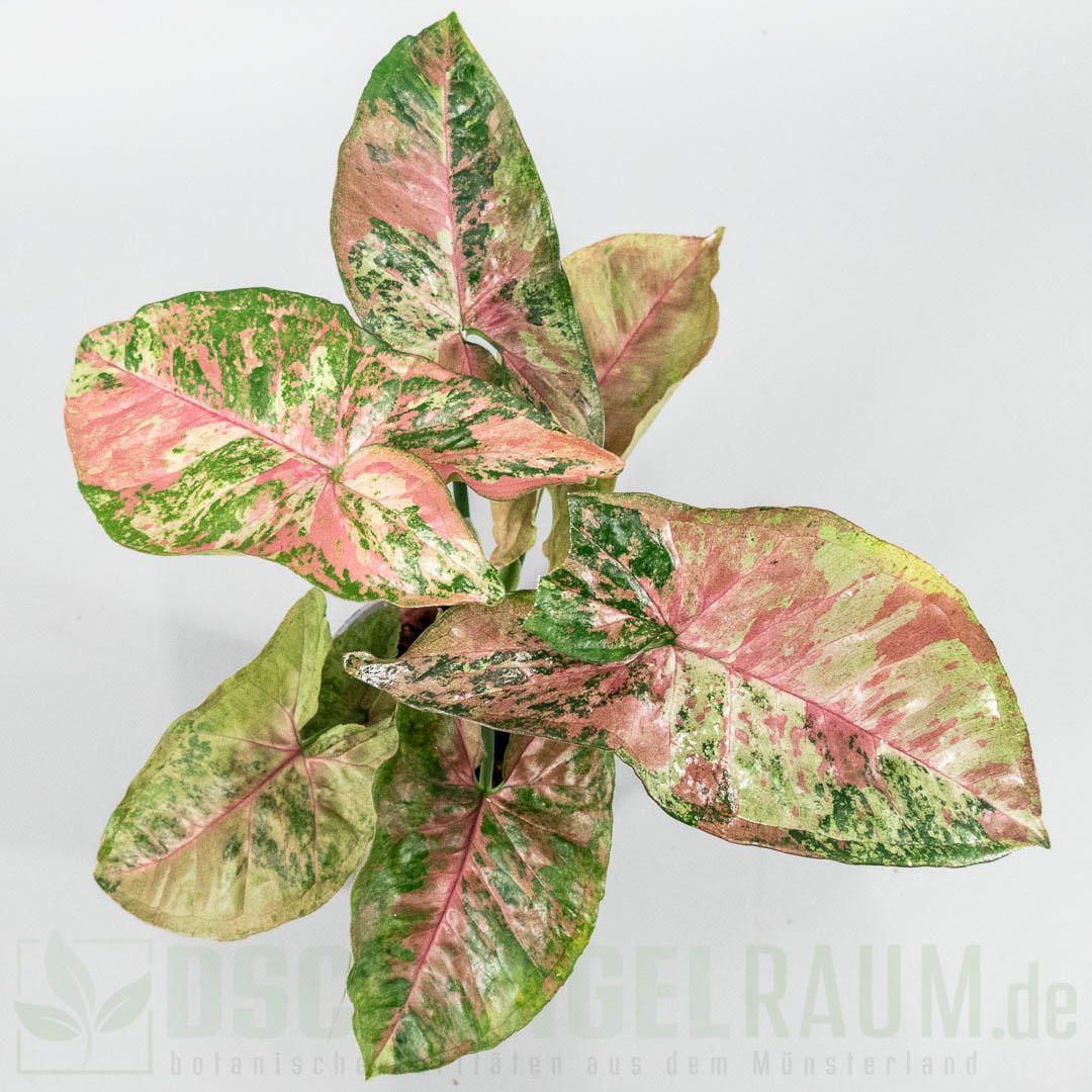 Syngonium pink drizzle tricolor
