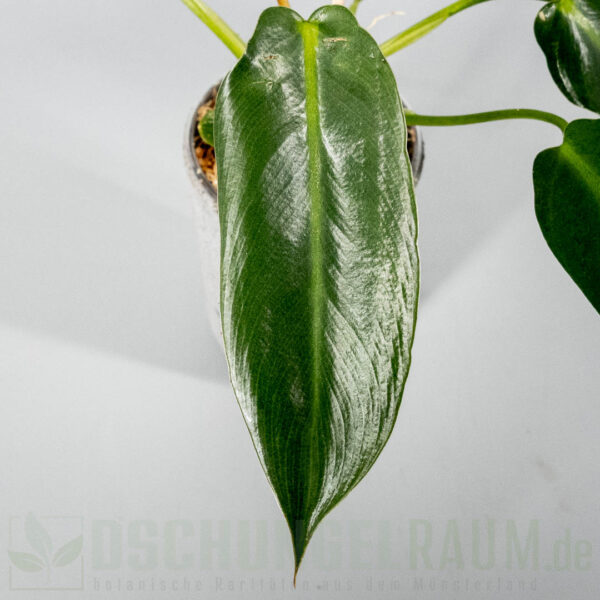 ​Philodendron spiritus sancti