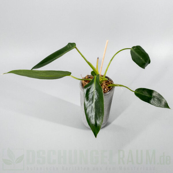 ​Philodendron spiritus sancti
