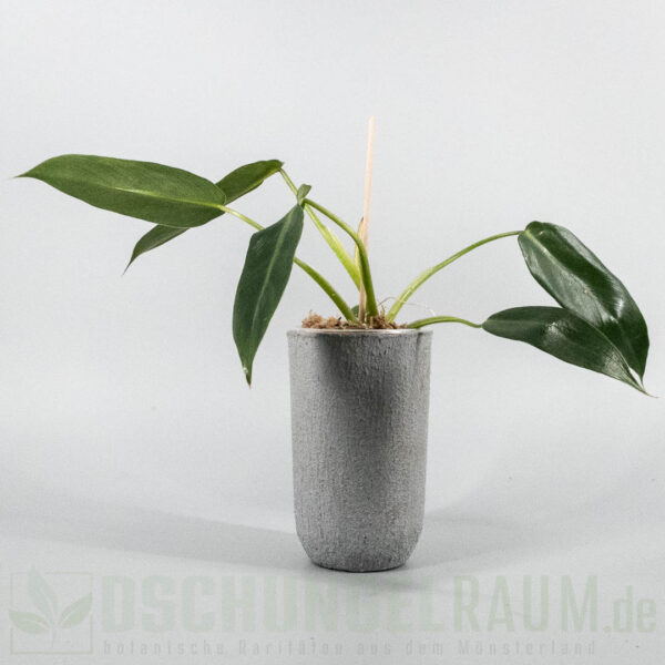 ​Philodendron spiritus sancti