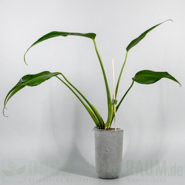 Monstera burle marx flame