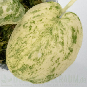 Scindapsus Jade Satin Creme Brulee