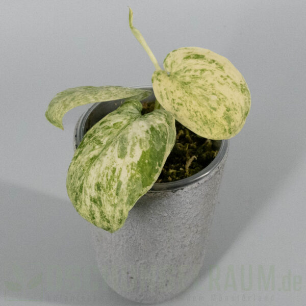 Scindapsus Jade Satin Creme Brulee
