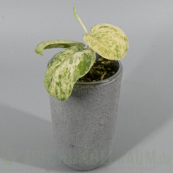Scindapsus Jade Satin Creme Brulee