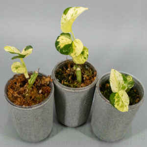 Epipremnum aureum asaoka japan global tricolor