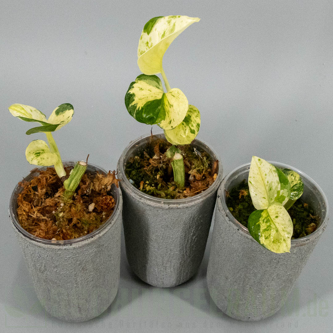 Epipremnum aureum asaoka japan global tricolor