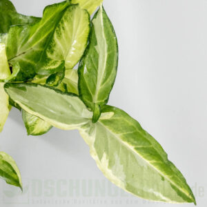 Syngonium angustatum tricolor
