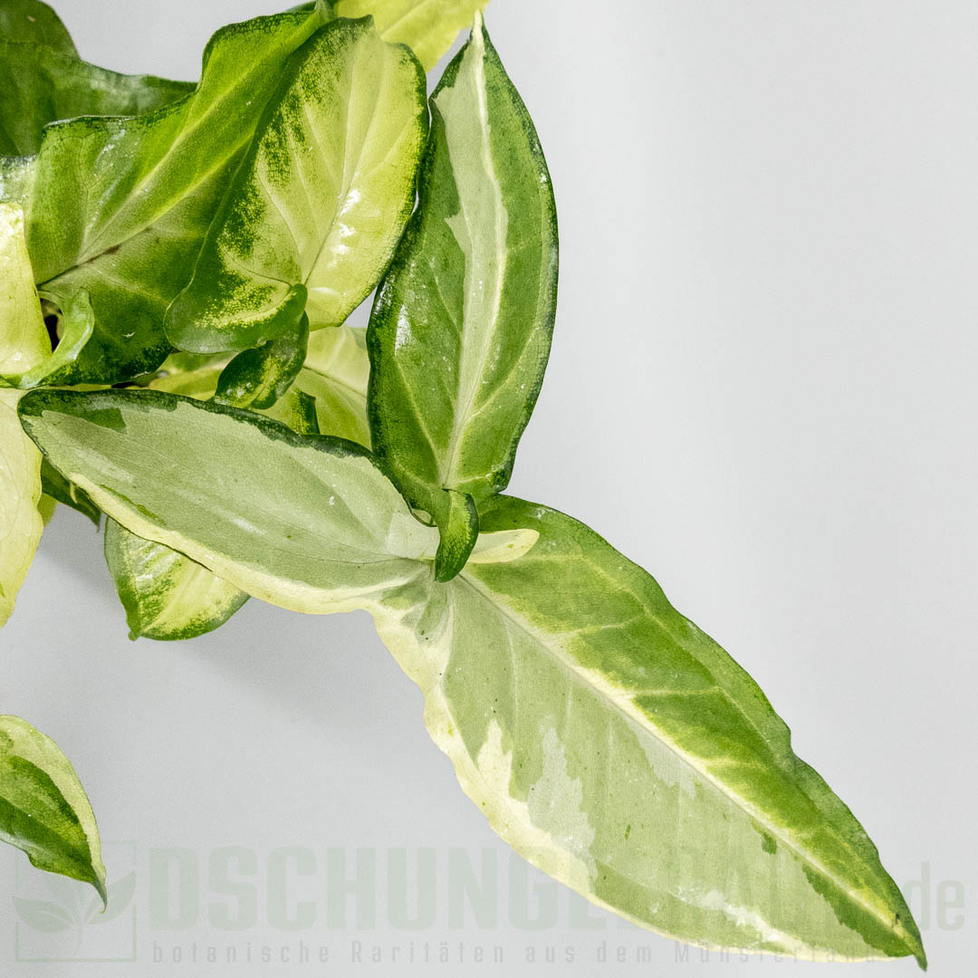 Syngonium angustatum tricolor