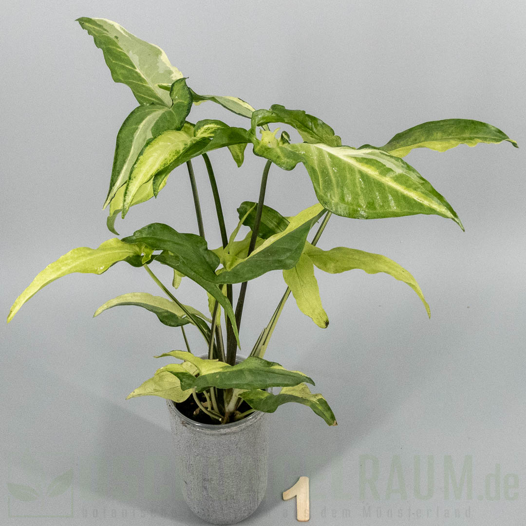Syngonium angustatum tricolor