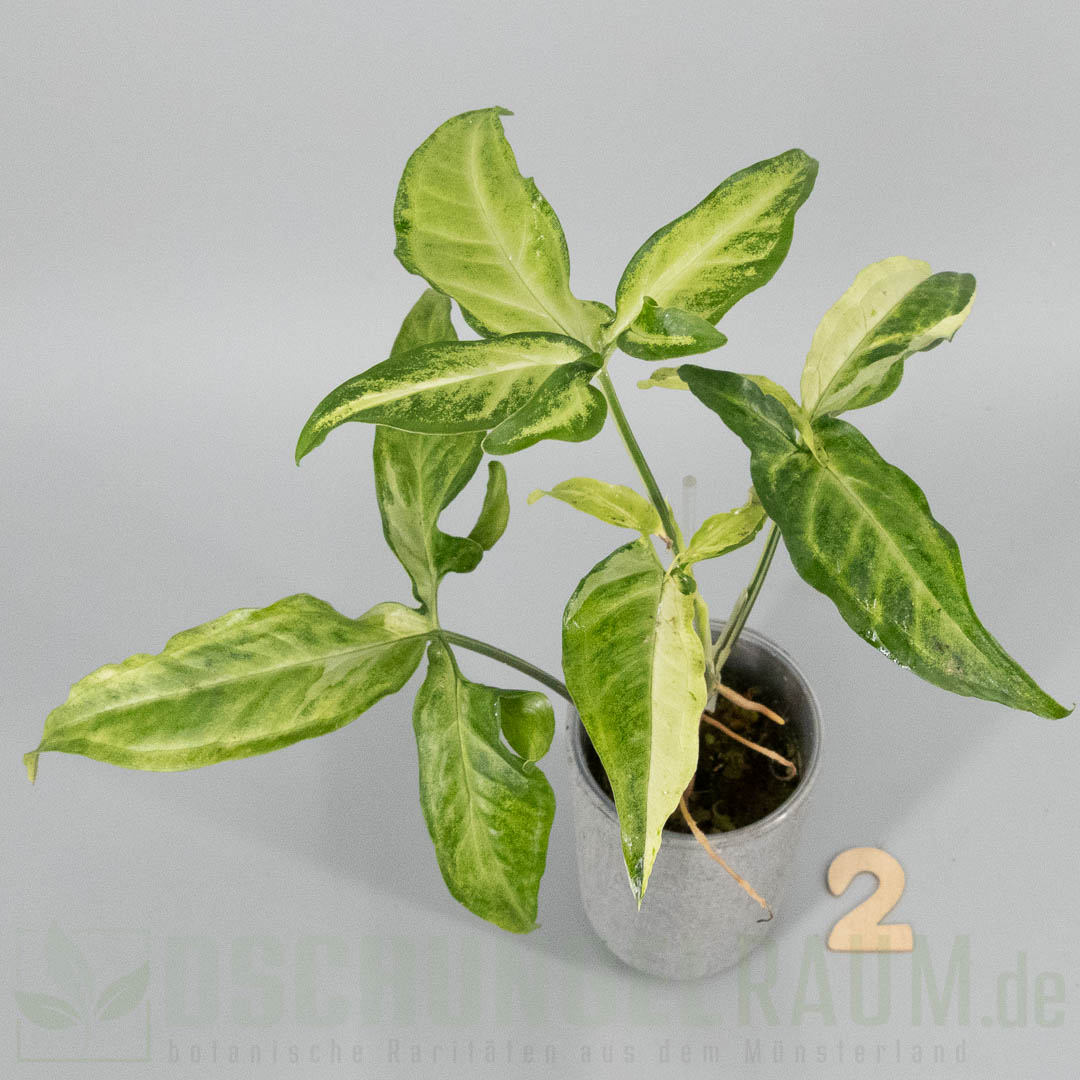Syngonium angustatum tricolor