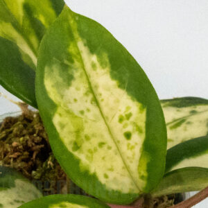 Hoya carnosa Madara Green Edge