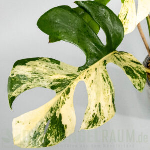 Rhaphidophora tetrasperma Migma