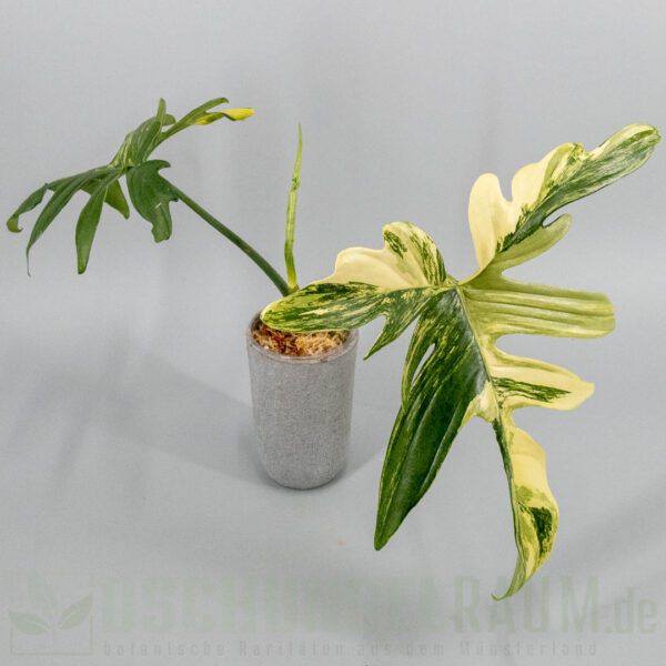 Philodendron pedatum variegata