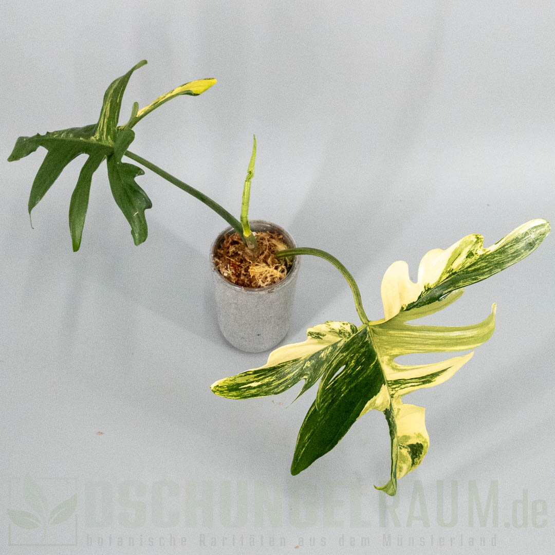 Philodendron pedatum variegata