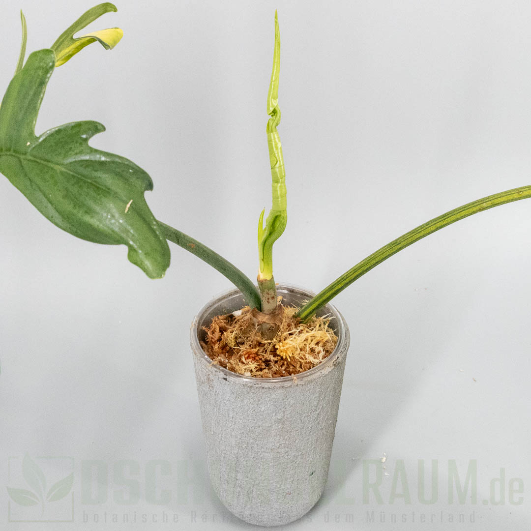 Philodendron pedatum variegata