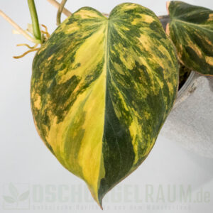 Philodendron micans aurea (Pink-Expression)