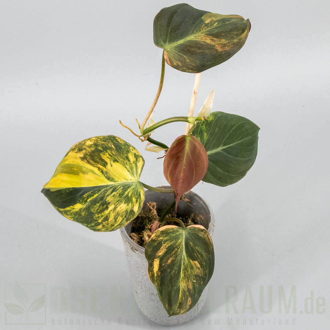 Philodendron micans aurea (Pink-Expression)