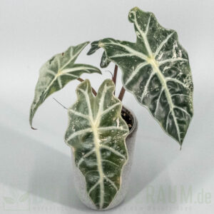 Alocasia polly snowflake