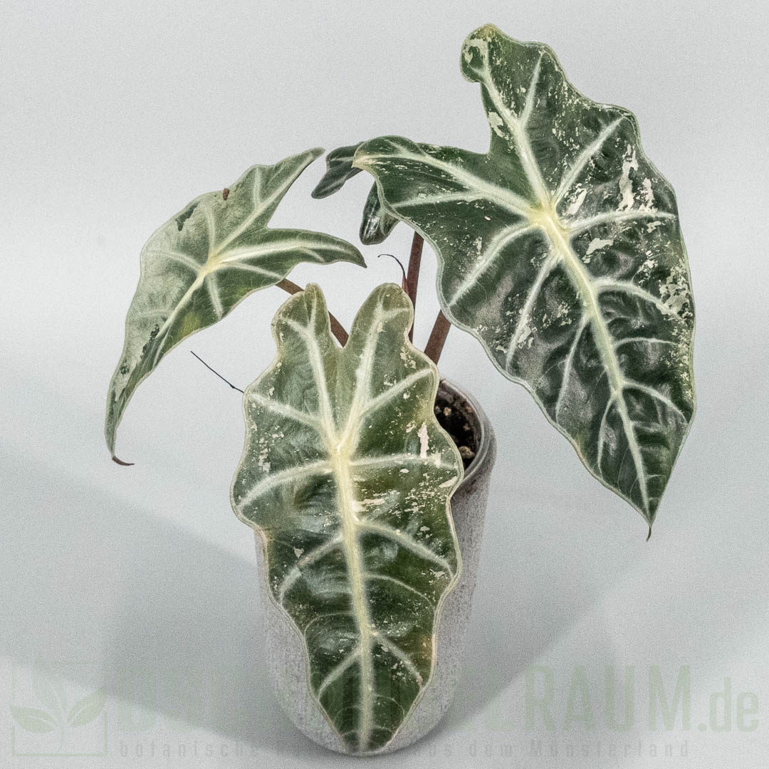 Alocasia polly snowflake