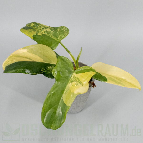 Philodendron bipennifolium violin variegata