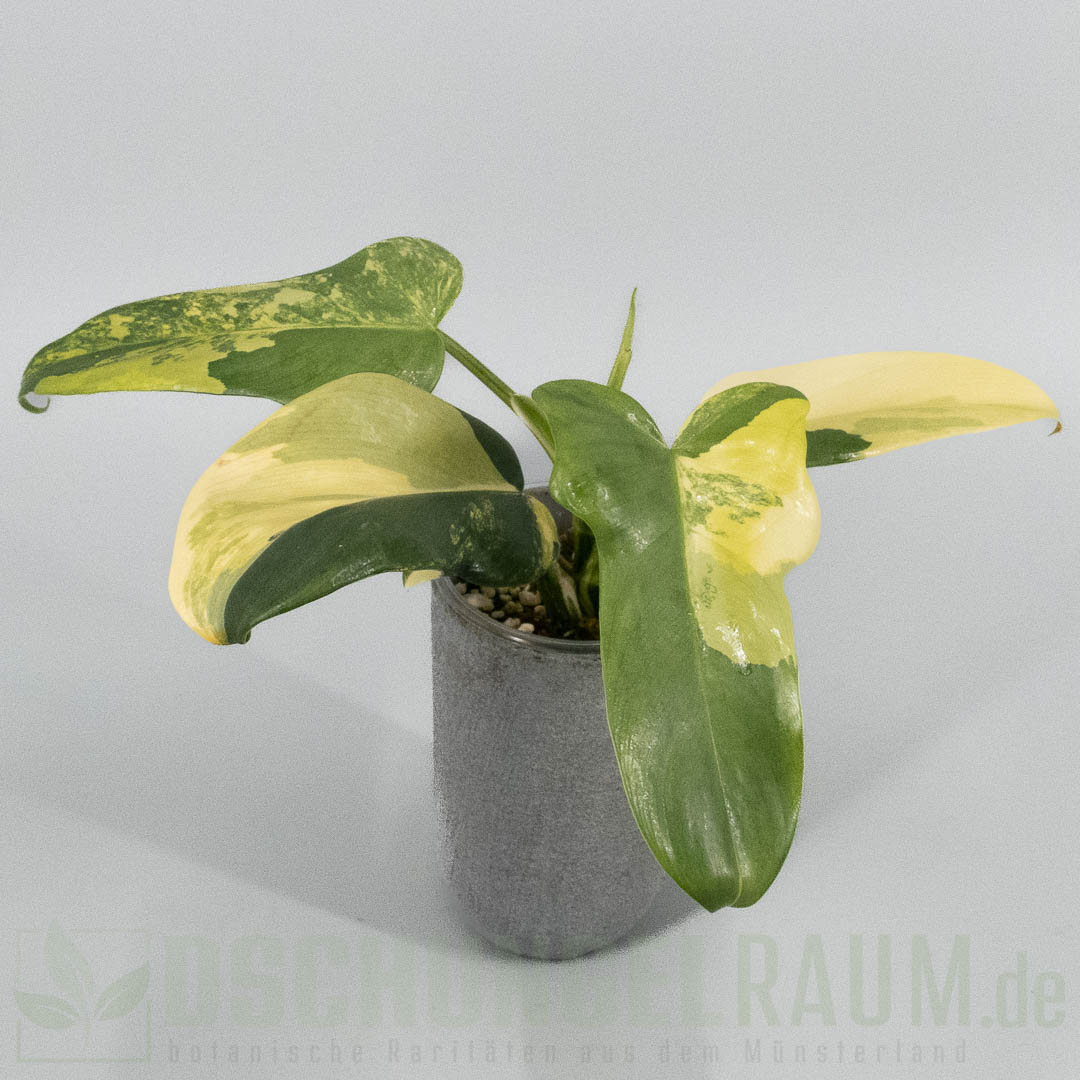 Philodendron bipennifolium violin variegata