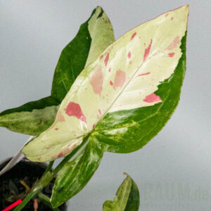 Syngonium green tea salmon