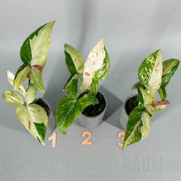Syngonium green tea salmon