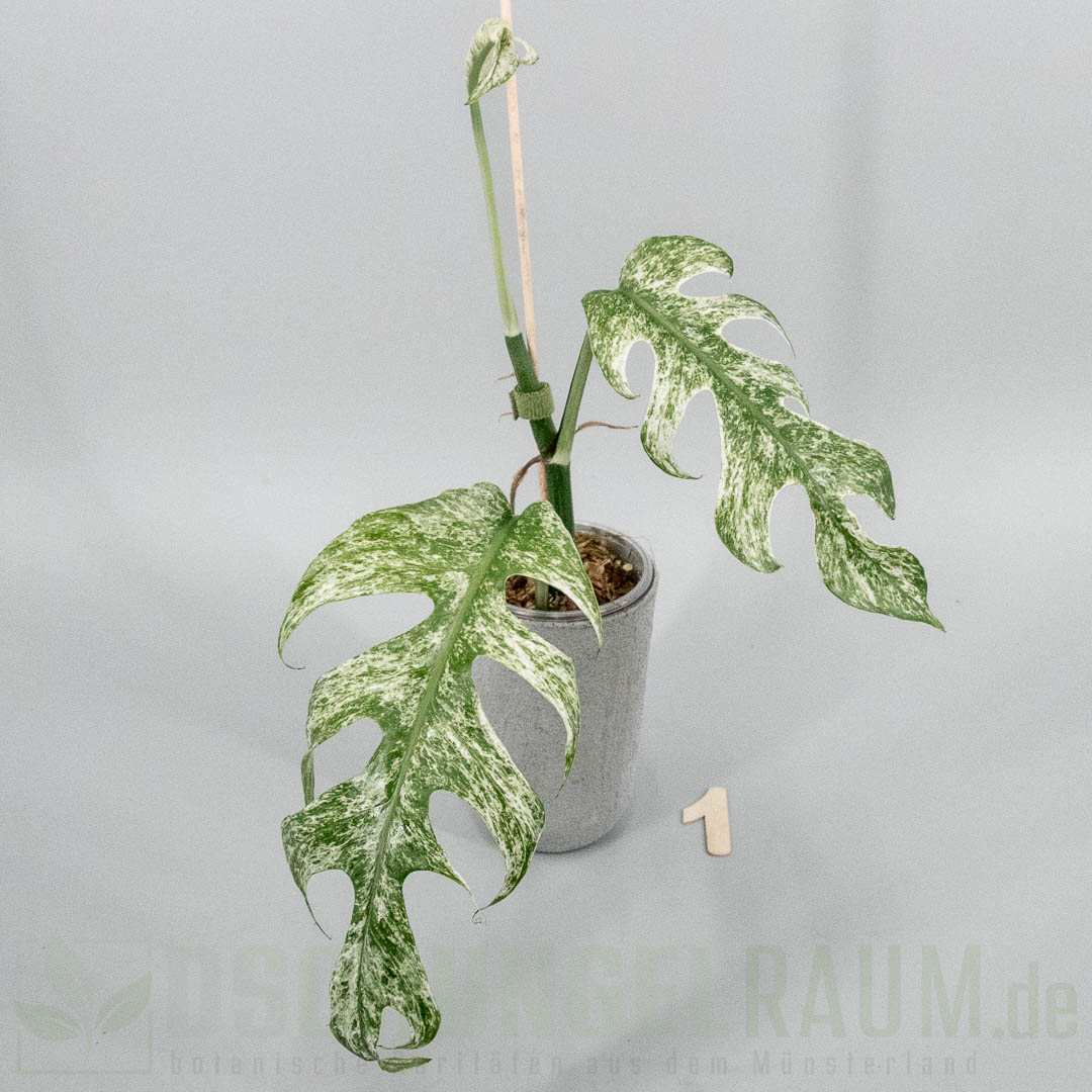 Epipremnum pinnatum white monster