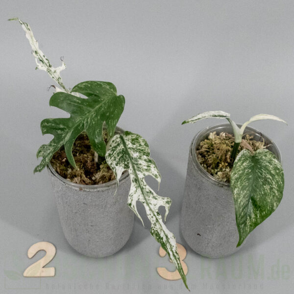 Epipremnum pinnatum white monster