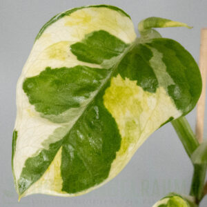 Epipremnum aureum White Lava mutation