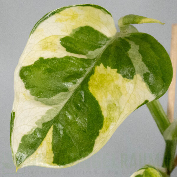 Epipremnum aureum White Lava mutation