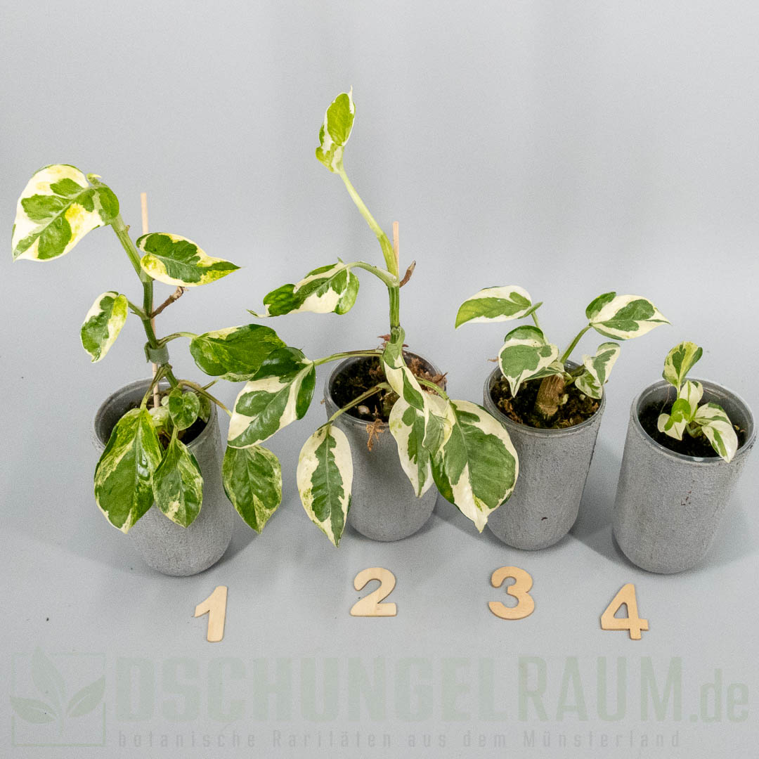 Epipremnum aureum White Lava mutation