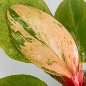 Philodendron red congo dwarf mutation