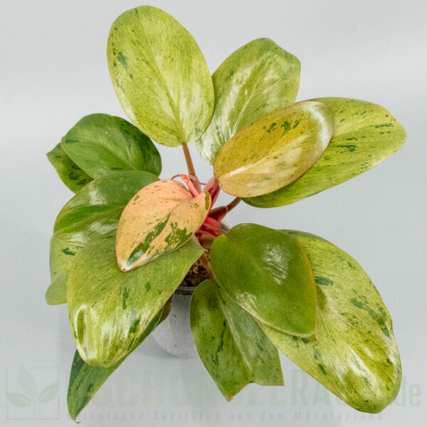 Philodendron red congo dwarf mutation