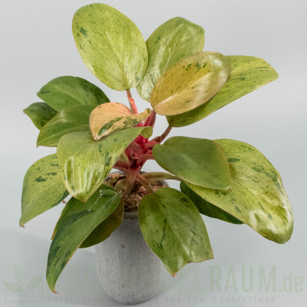Philodendron red congo dwarf mutation