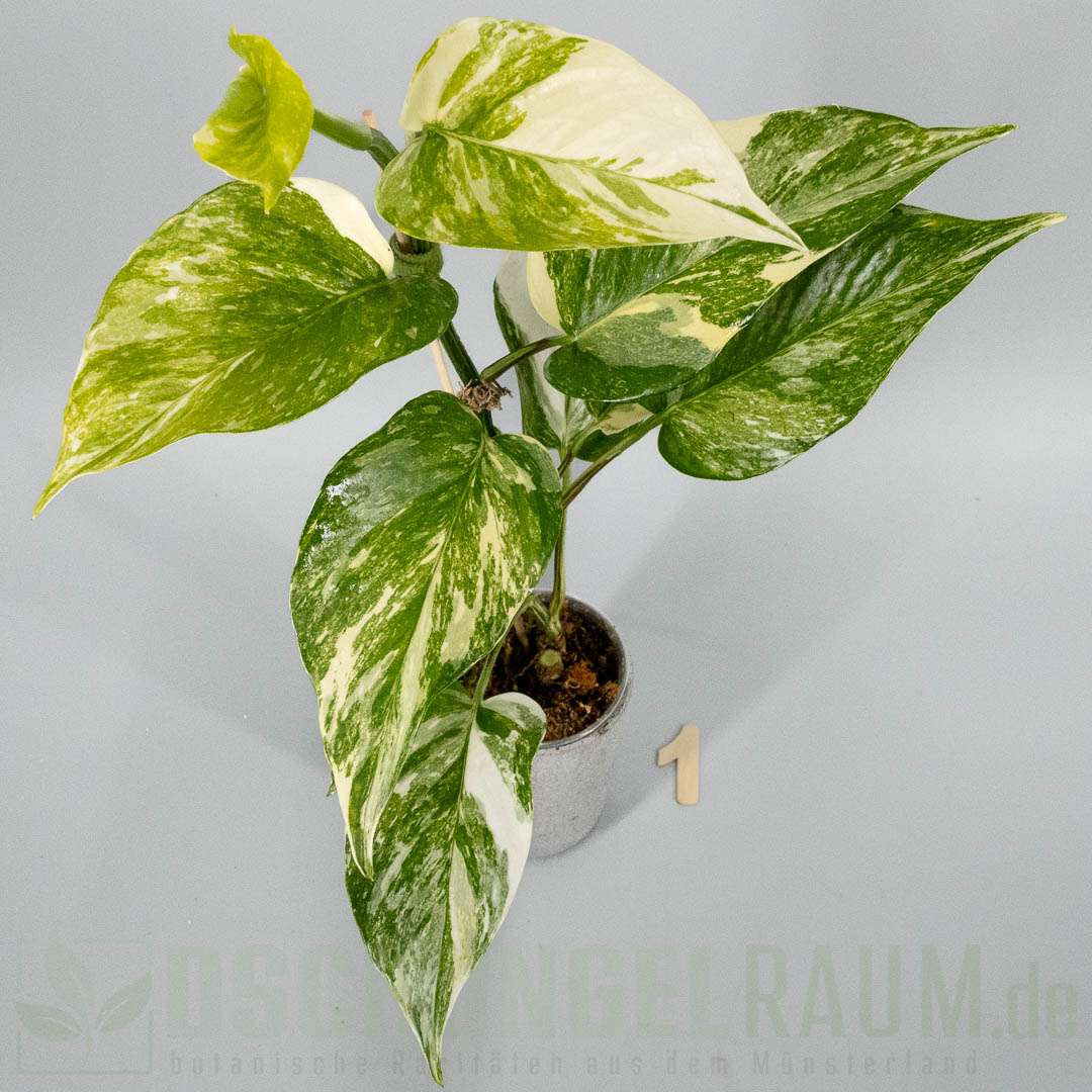 Epipremnum aureum colorado constellation