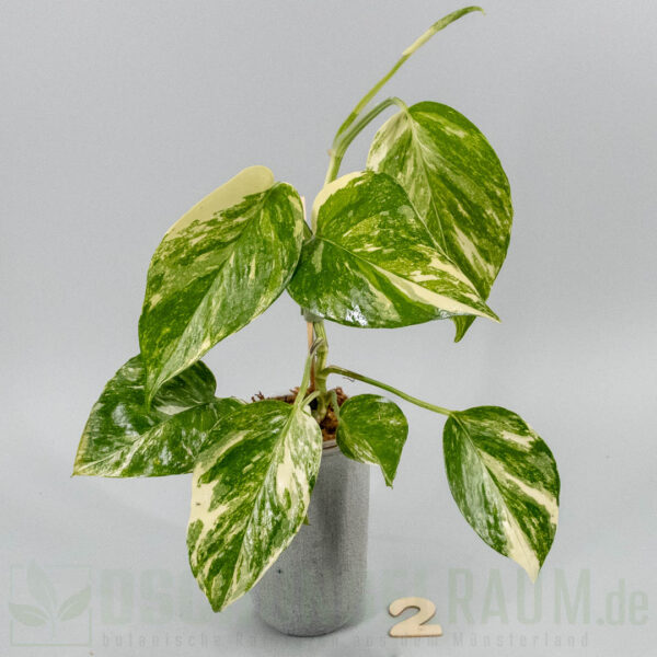 Epipremnum aureum colorado constellation
