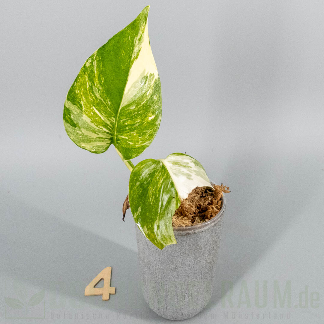 Epipremnum aureum colorado constellation
