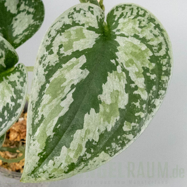 Scindapsus tricolor sumatra silver