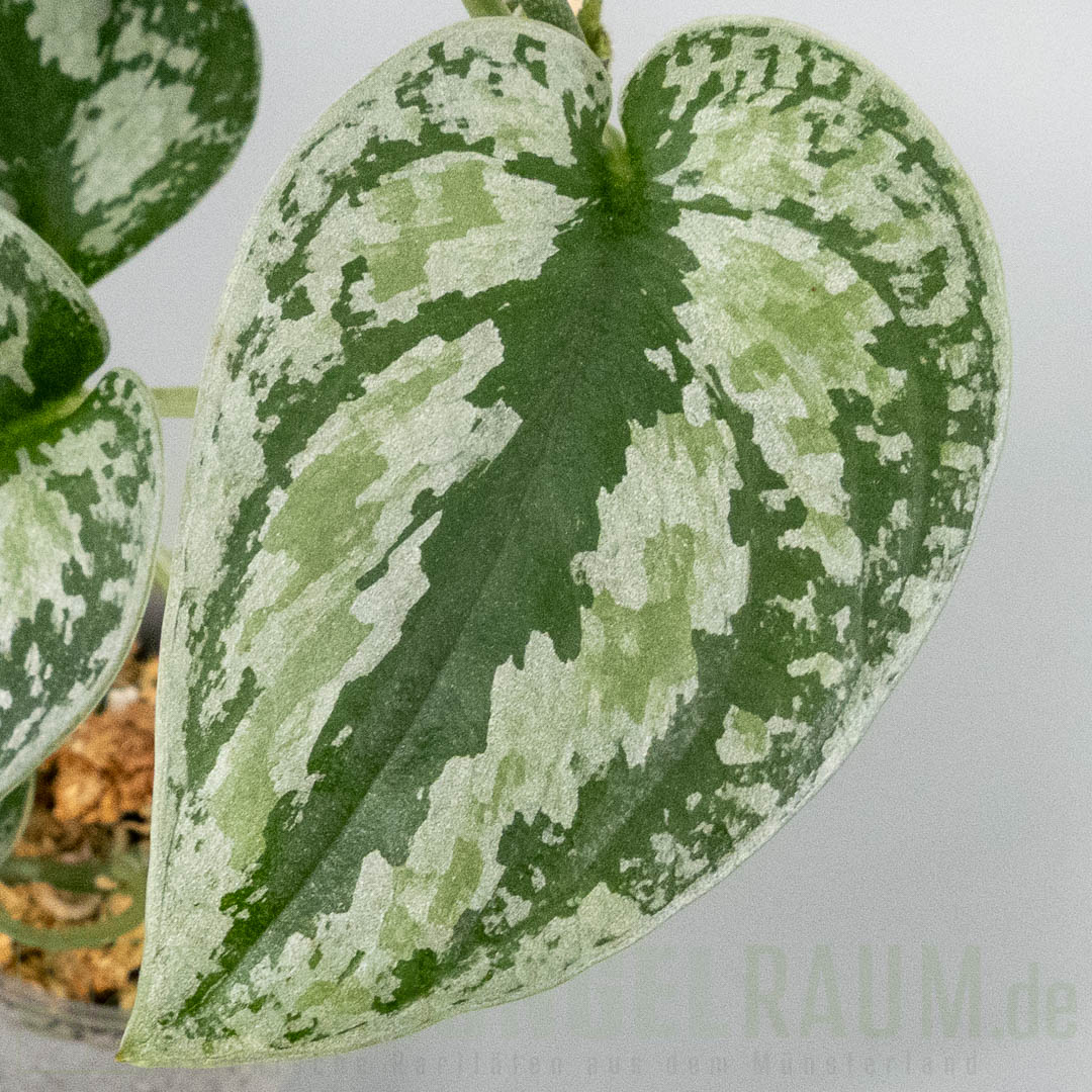 Scindapsus tricolor sumatra silver