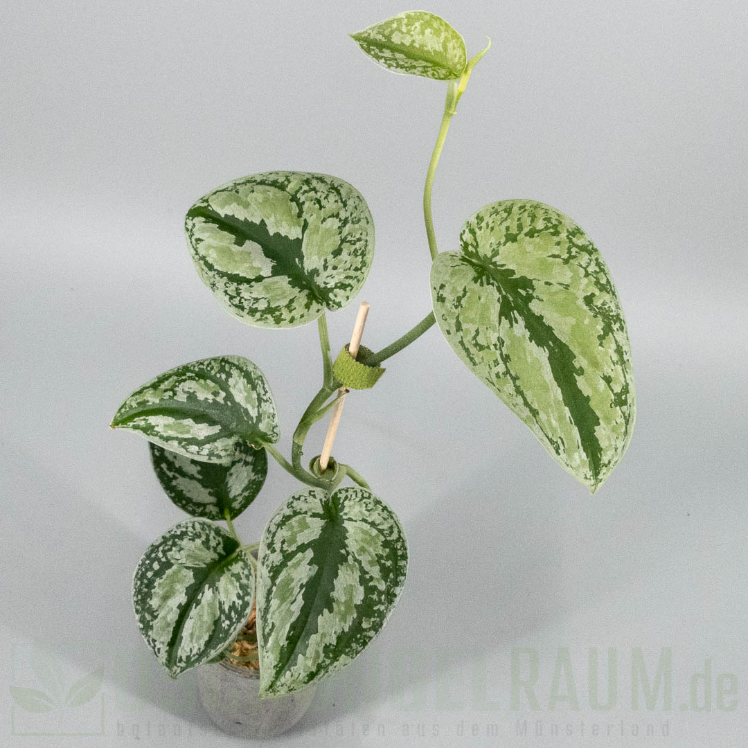 Scindapsus tricolor sumatra silver