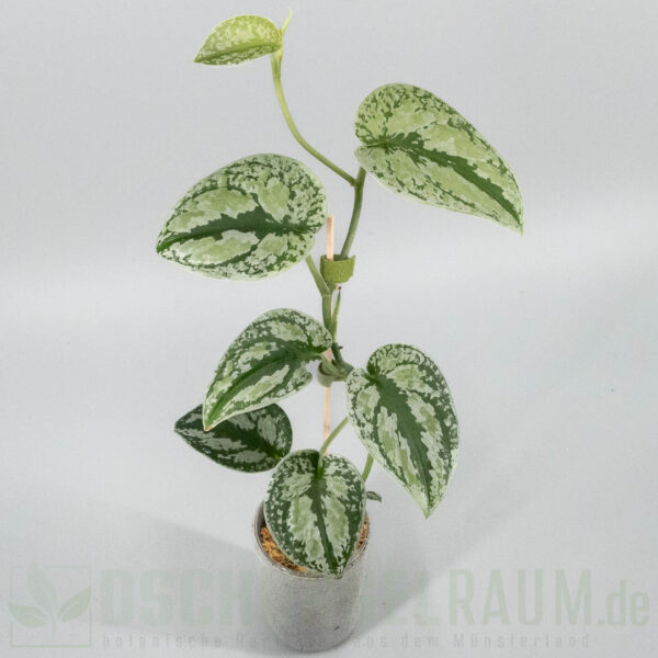 Scindapsus tricolor sumatra silver