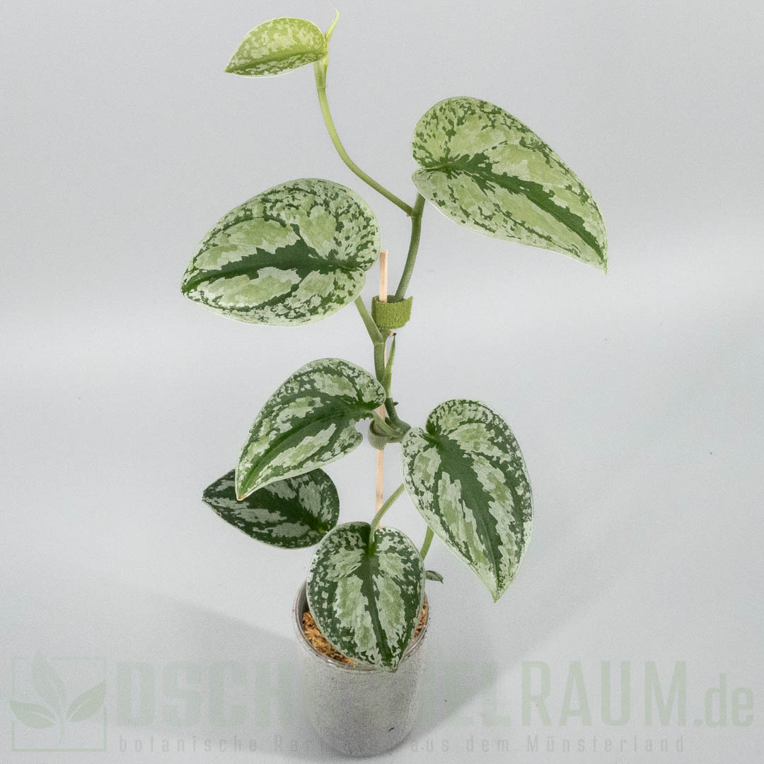 Scindapsus tricolor sumatra silver